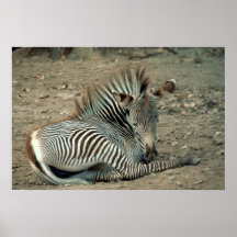 Grevy's Zebra Print