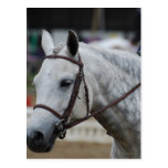 Grey Appaloosa Horse Postcard