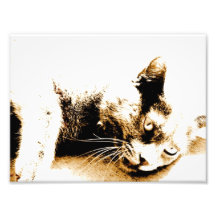 Grey cat photo