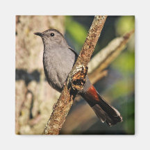 Grey Catbird Magnet