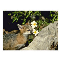 Grey Fox-young kit sniffing/eating flower Personalized Invite