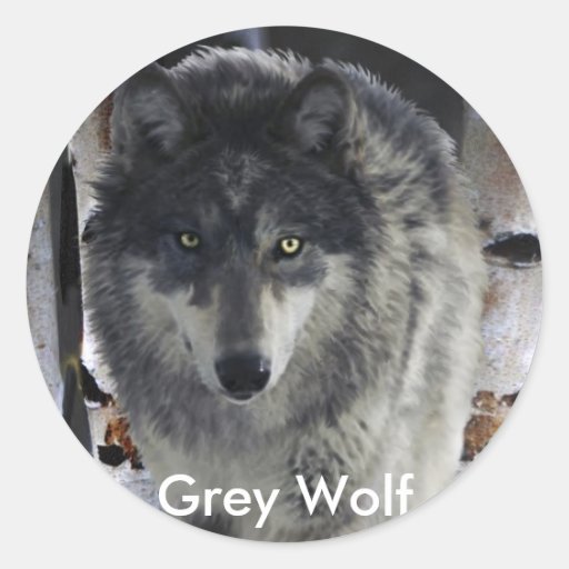 GREY PACK WOLF Collection Stickers