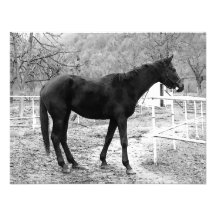 Grey Scale Pop Art Horse Custom Invite