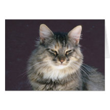 Grey Tabby Cat Note Card
