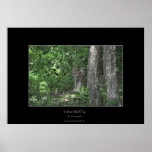 Grey Timber Wolf Pup & Forest Photo Print