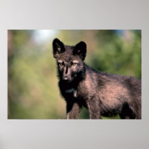 Grey Wolf-summer-(black-phase) cub Poster