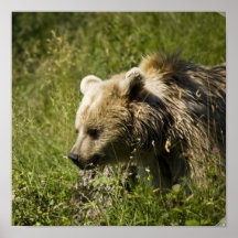 Grizzlies Poster