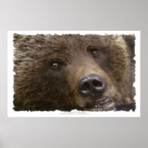 GRIZZLY BEAR ~ Art Prints & Posters