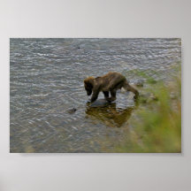 Grizzly bear cubs posters