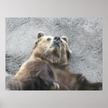 Grizzly Bear Morning Posters