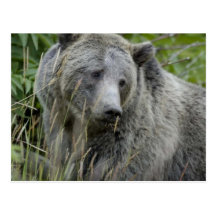 grizzly bear postcard