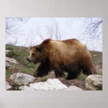 Grizzly Bear Poster