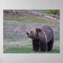 Grizzly bear posters
