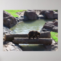 Grizzly Bear Poster