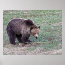Grizzly bear print