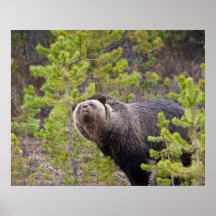 Grizzly Bear Posters