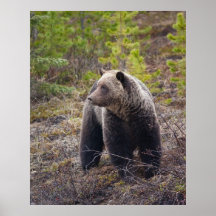 Grizzly Bear Print