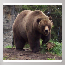 Grizzly Bear Print