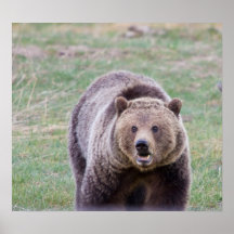 Grizzly bear posters
