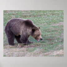 Grizzly bear print