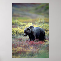 Grizzly Bear Posters