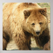 Grizzly Bear Print