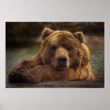 Grizzly Bear Print