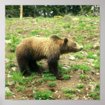 Grizzly Bear Profile Posters