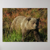 Grizzly Bear Sow Print