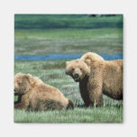 Grizzly Bears Fridge Magnets