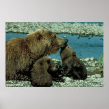 Grizzly Bears Poster