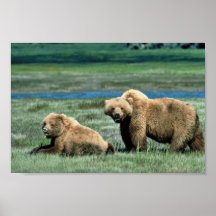 Grizzly Bears Print