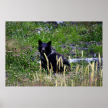 Grizzly Cub Posters