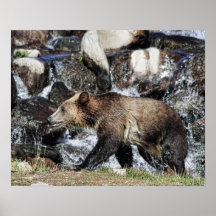 Grizzly Cub Poster