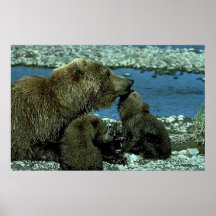 Grizzly Family Posters