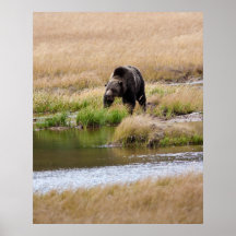 Grizzly Posters