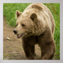 Grizzly Poster