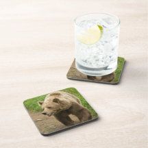 Grizzly Set of Six Coasters
