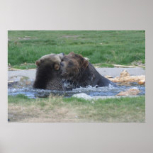 Grizzly's Fighting Poster