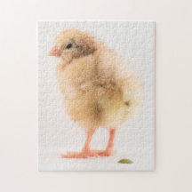 Gross Baby Chick Pooping Photo Jigsaw Puzzle