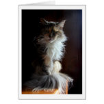 Grouchy, dignified old cat greeting card