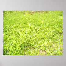 Ground Carpet Poster