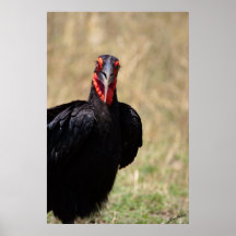 Ground Hornbill Print