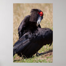 Ground Hornbill Print