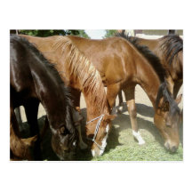 Group Of Horses Post Cards