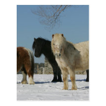 Group of Miniature Horses in the Snow Postcard