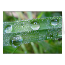Grusskarte Grashalm mit Wassertropfen, blanko
