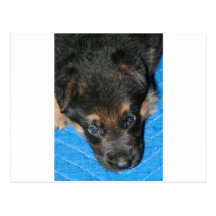 GSD Puppy "Sleepy Diesel" Post Card