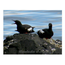 Guillemots on a Rock, Unalaska Island Post Cards