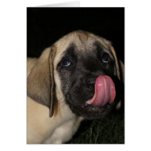Guilty Mastiff Puppy Birthday card